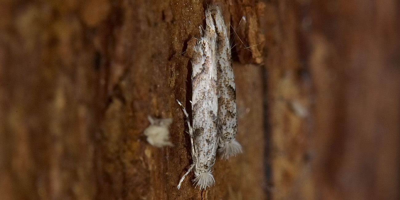 Gracillariidae : Phyllonorycter cfr. comparella